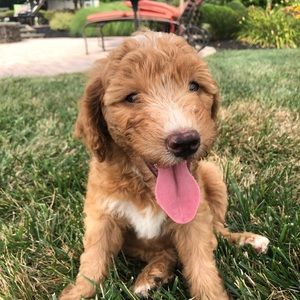 Meet your Posher, Ryan